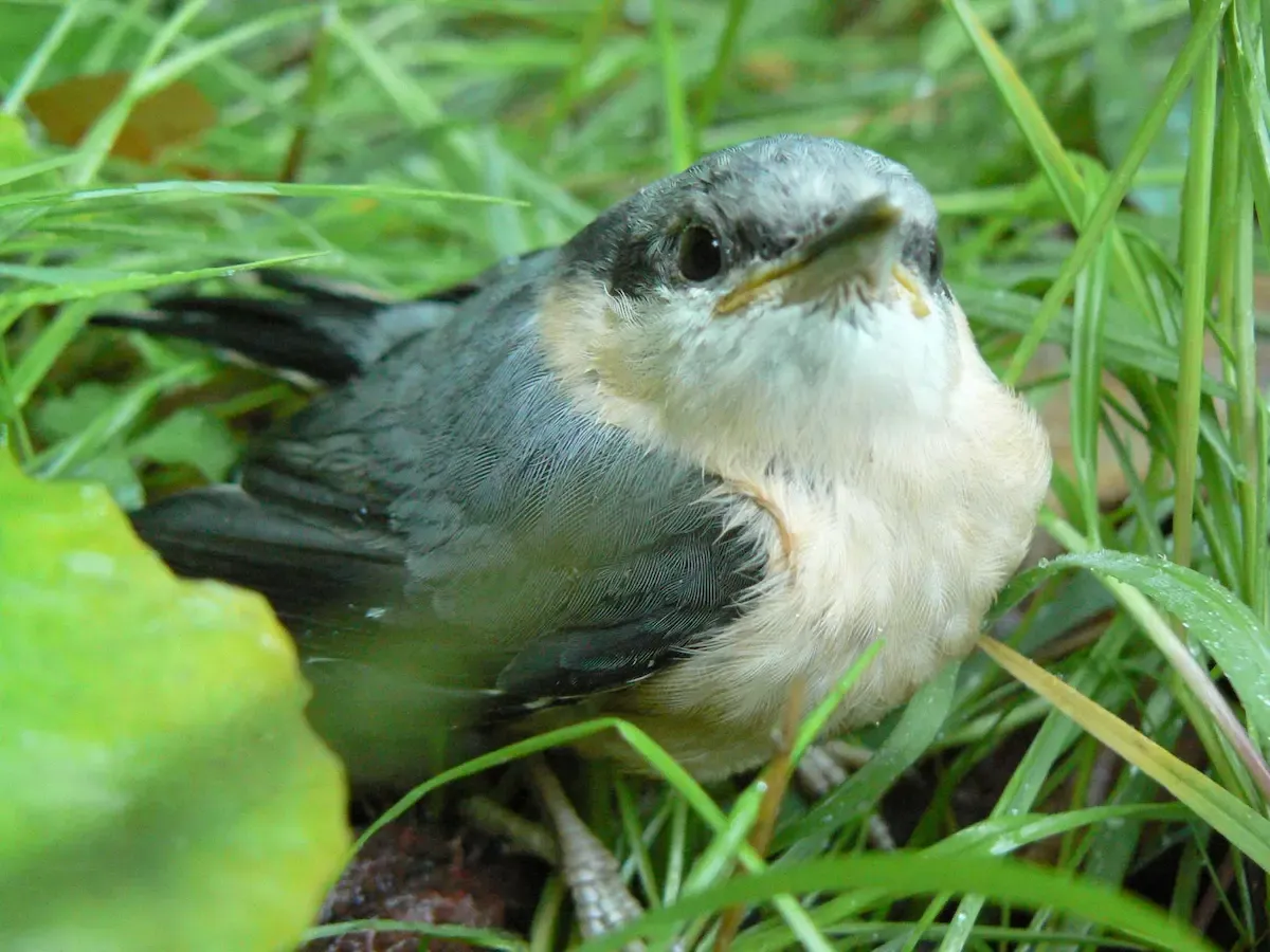 Rencontre avec une sittelle torchepot