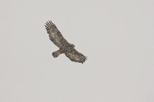 Aigle royal sous la neige