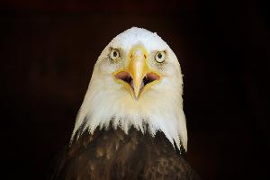 Pyguargue à tête blanche