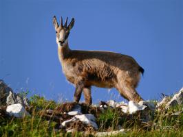Chamois