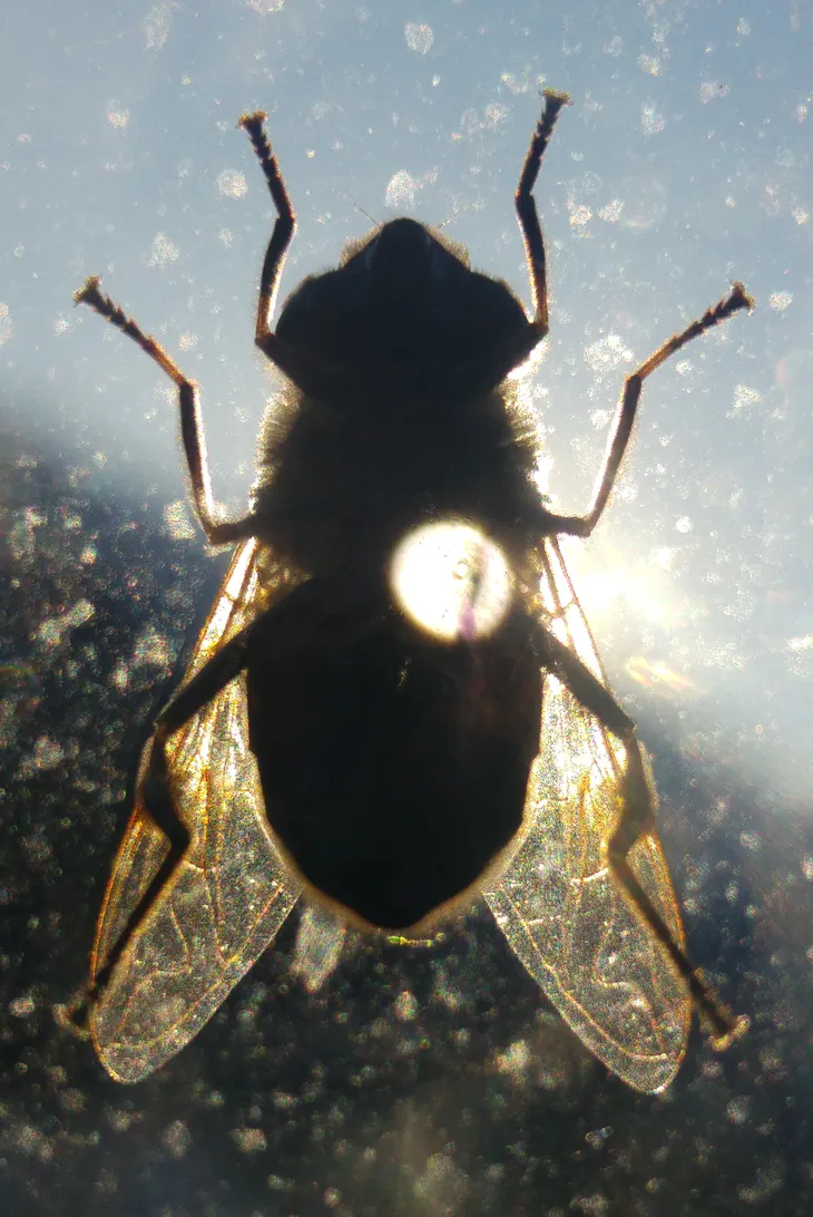 2019-03-24 La mouche