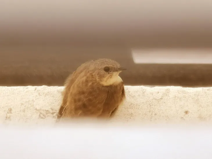 2020-09-24 Hirondelle