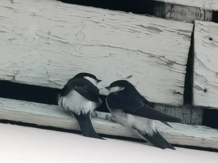 2021-04-16 Hirondelles des fenêtres