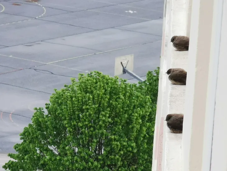 2021-04-16 Hirondelles