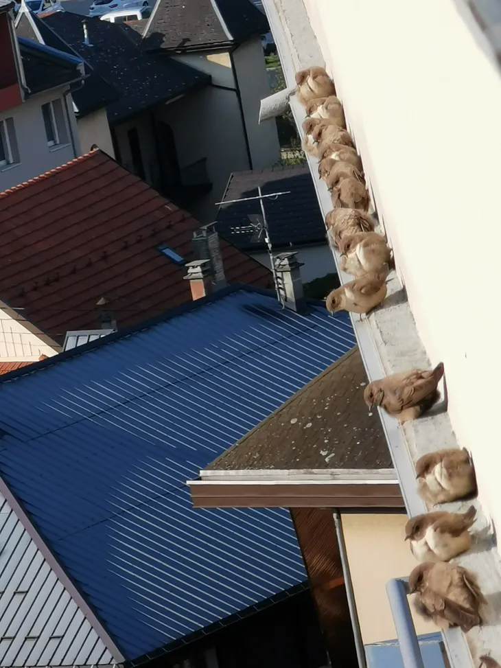 2021-04-19 Brochette d’hirondelles