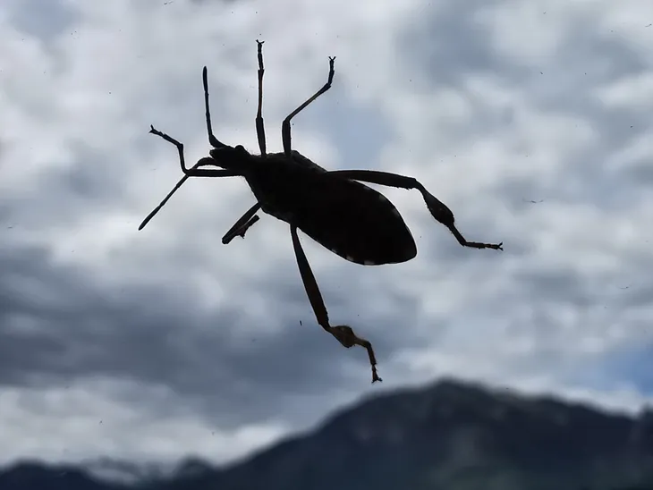 2024-05-01 Punaise à pattes de feuilles