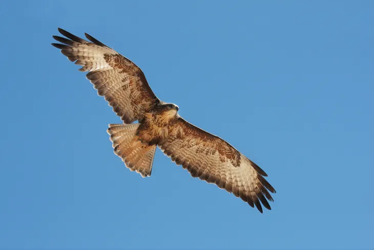 Buse variable