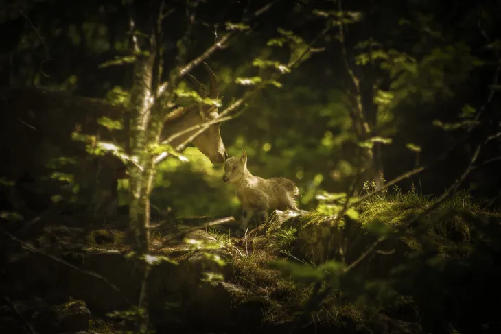 Cabri de bouquetin et Étagne