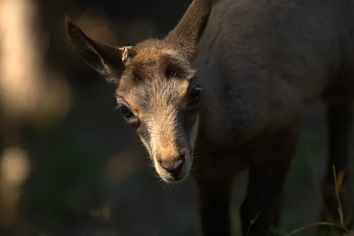 Cabri de chamois