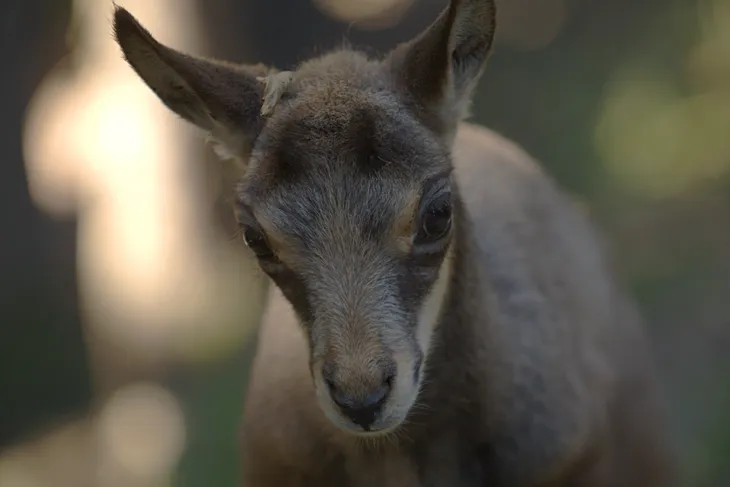 Cabri de chamois