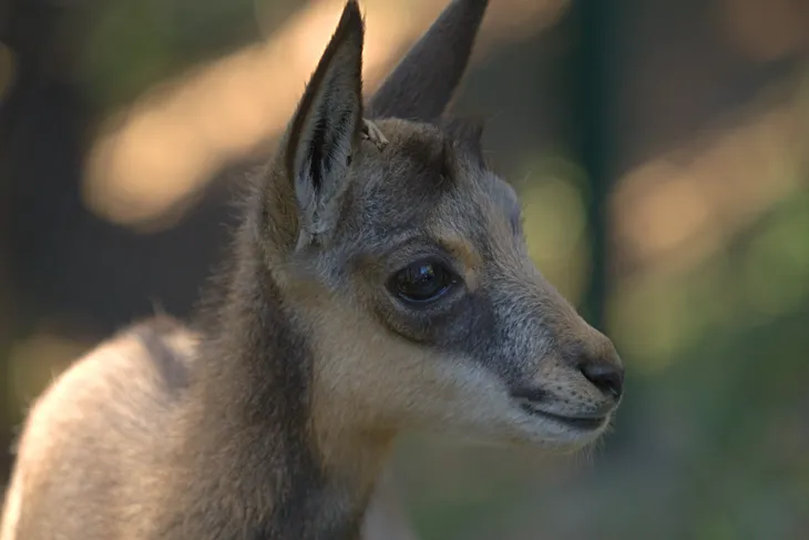 Cabri de chamois