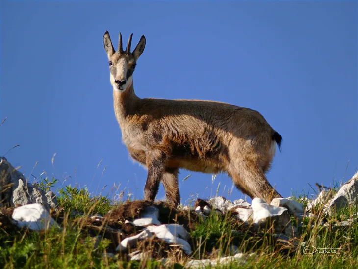 Chamois
