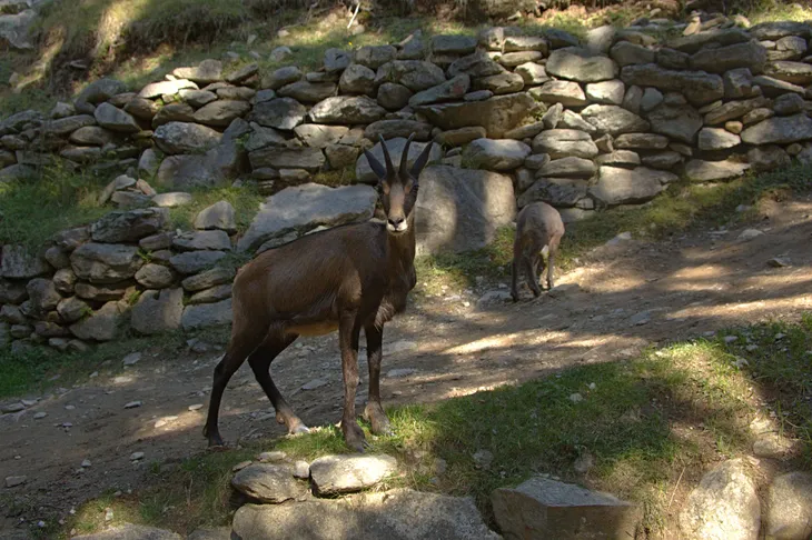 Chamois et son cabri