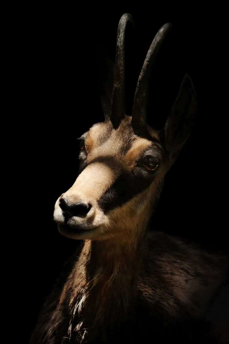 Chamois