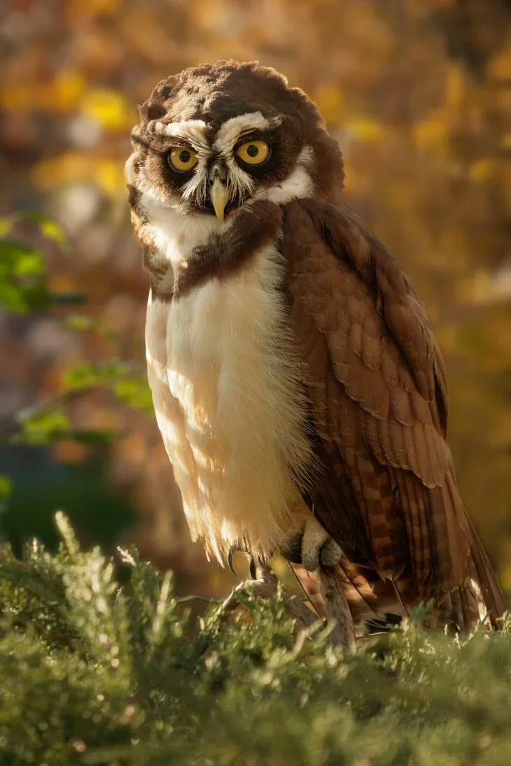 Chouette à lunettes