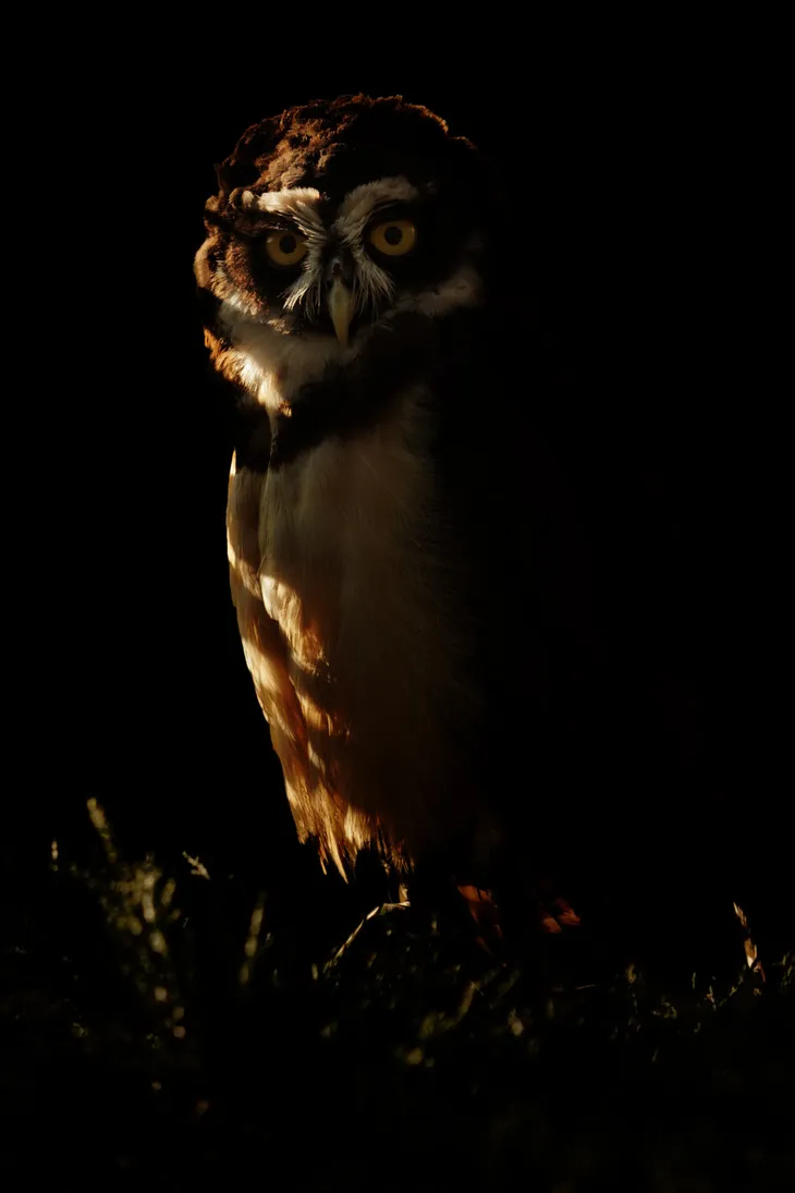 Chouette à lunettes