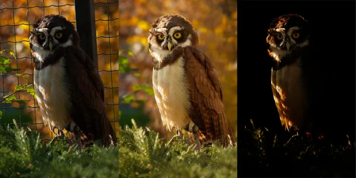 Avant après chouette à lunettes