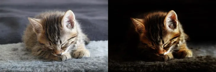 Avant après Corto le chaton