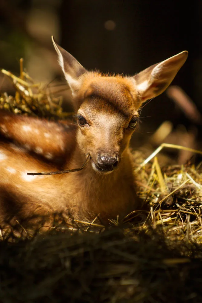 Faon de daim