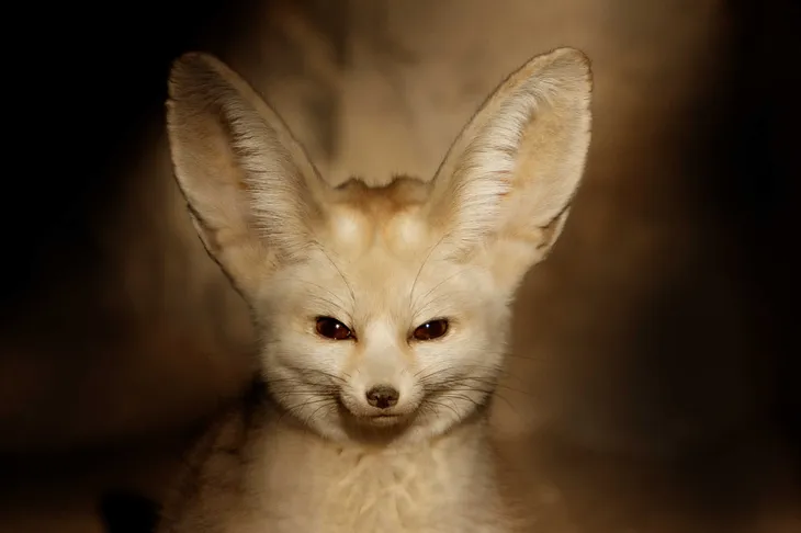 Fennec