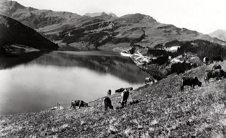 Fin de construction avec vaches Tarines en pâturage