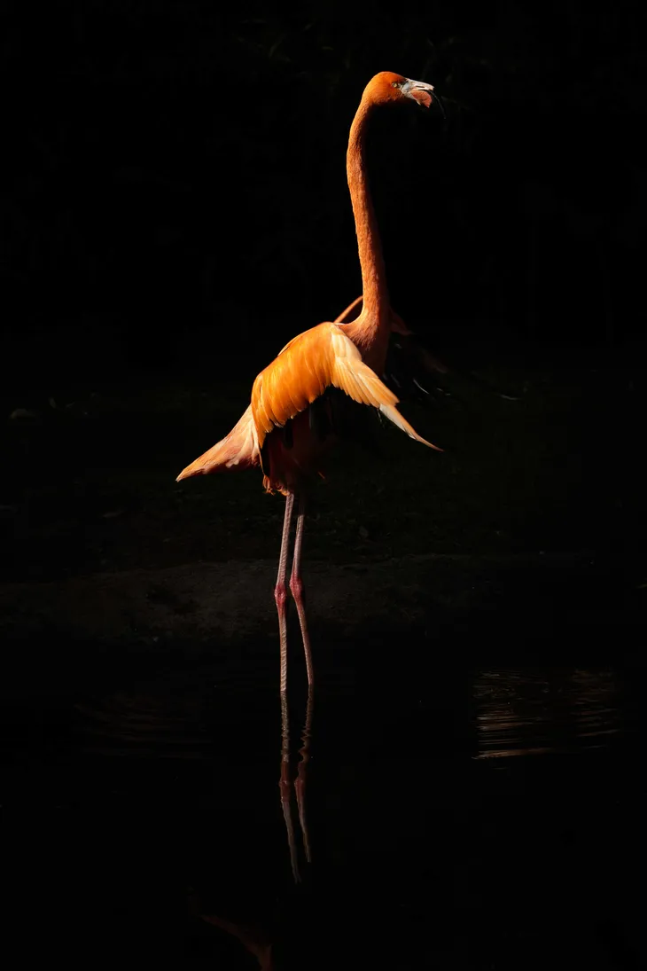 Flamant rose