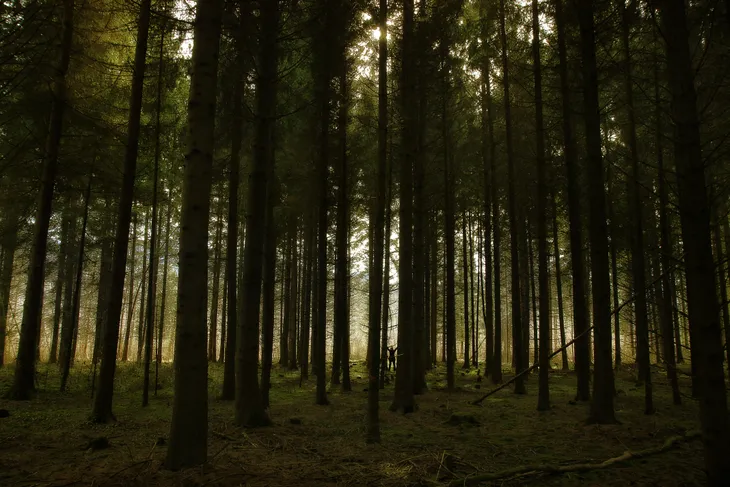 Forêt de Grésy sur Isère en été