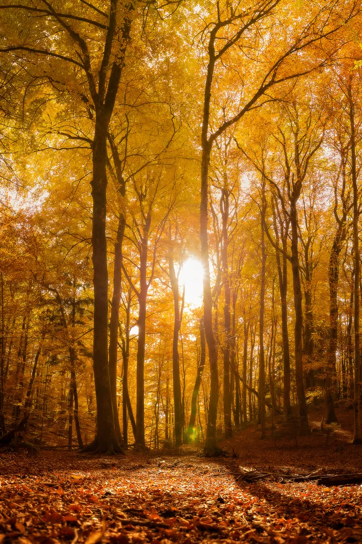 Dans la forêt de Tal en automne