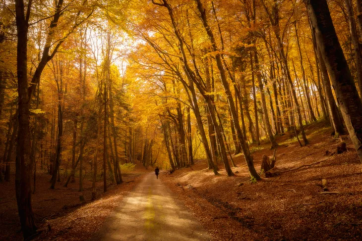 Dans la forêt de Tal en automne
