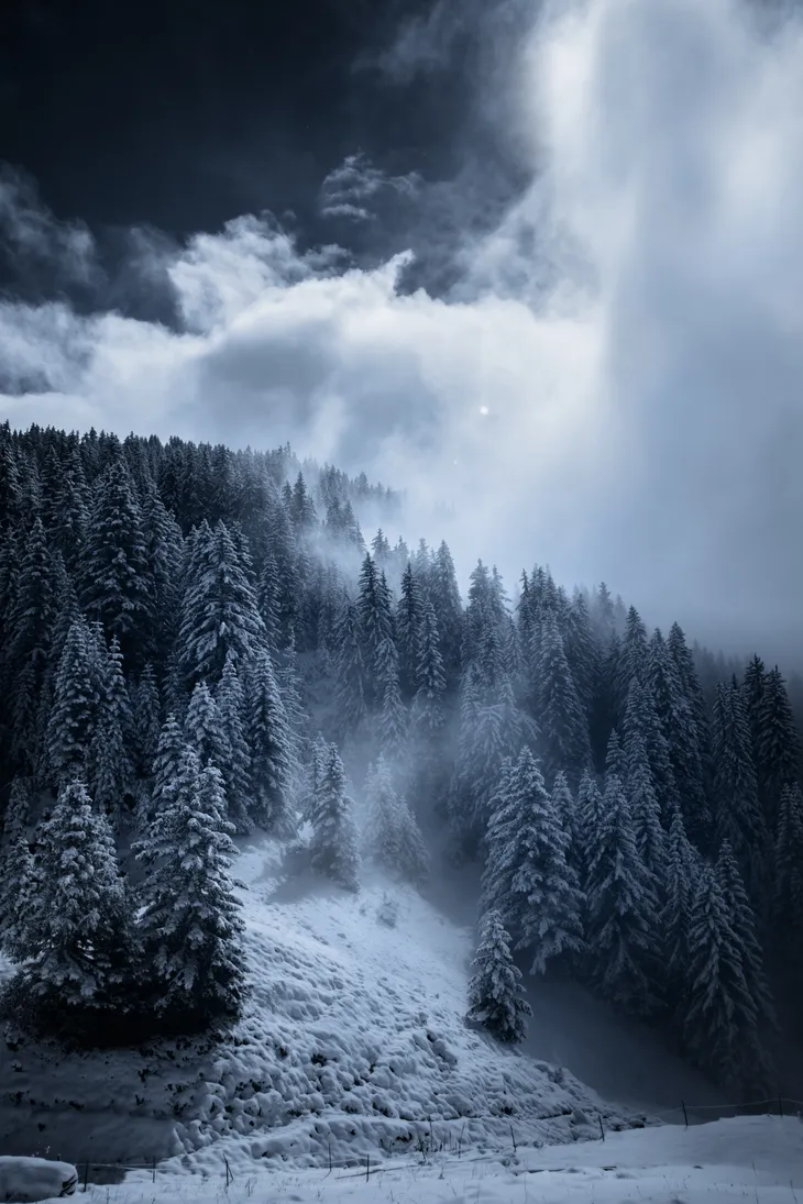 Forêt de sapins du col du pré
