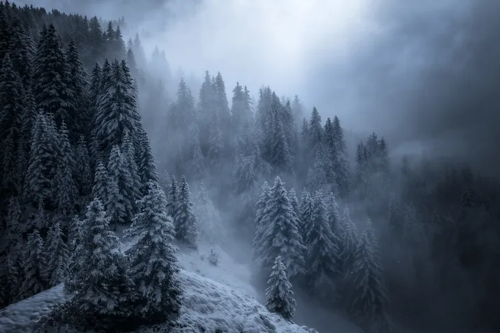Forêt de sapins du col du pré