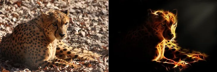 Avant après photo de guépard