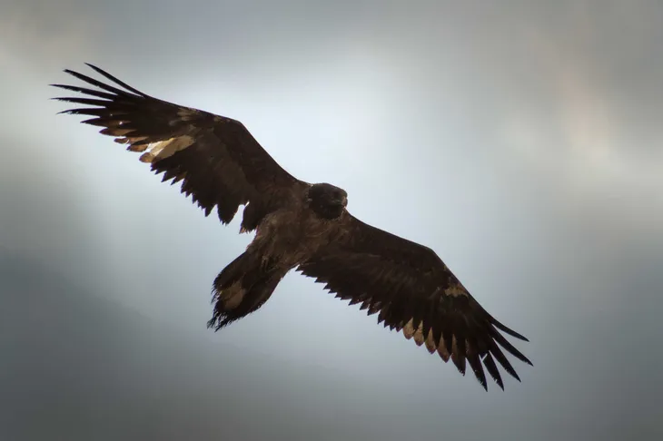 Gypaète barbu juvénile
