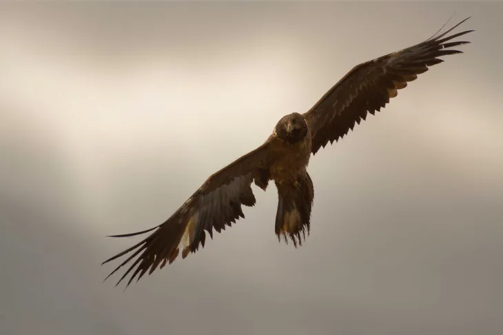 Gypaète barbu juvénile
