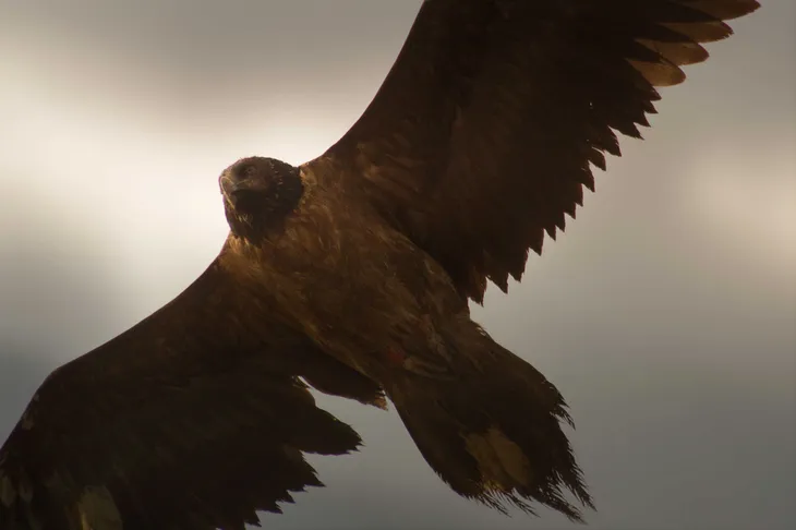 Gypaète barbu juvénile