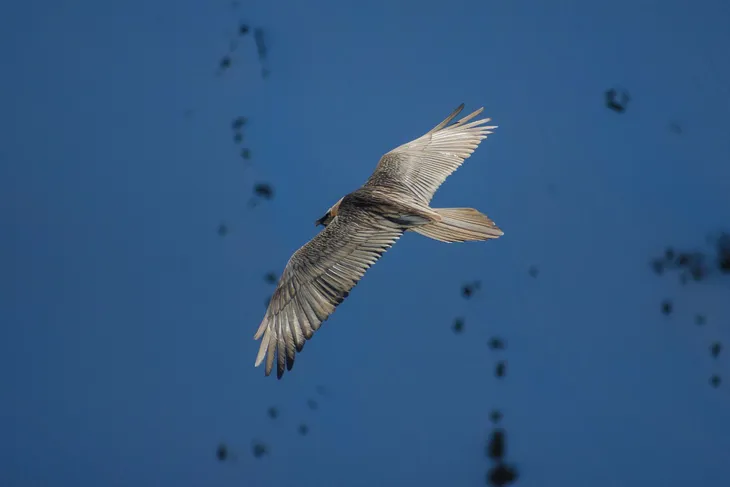 Gypaète barbu de Peisey Nancroix