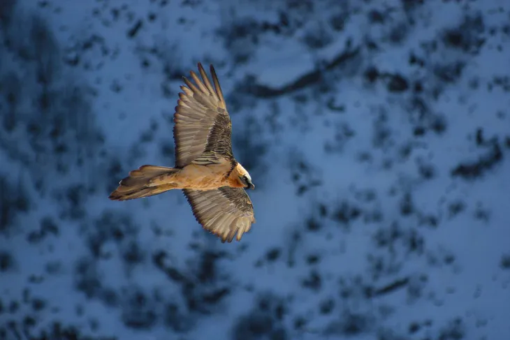 Gypaète barbu de Peisey Nancroix