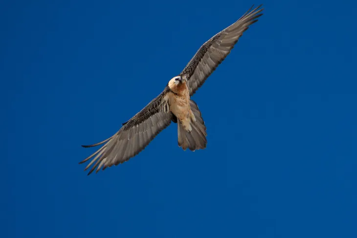 Gypaète barbu de Peisey Nancroix