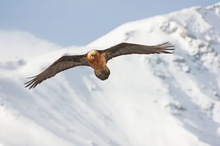 Gypaète barbu de Peisey Nancroix