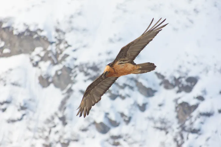 Gypaète barbu de Peisey Nancroix