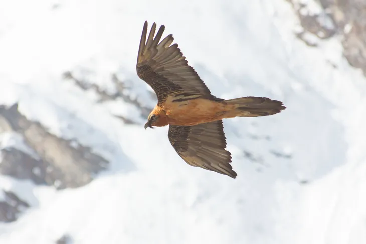 Gypaète barbu de Peisey Nancroix