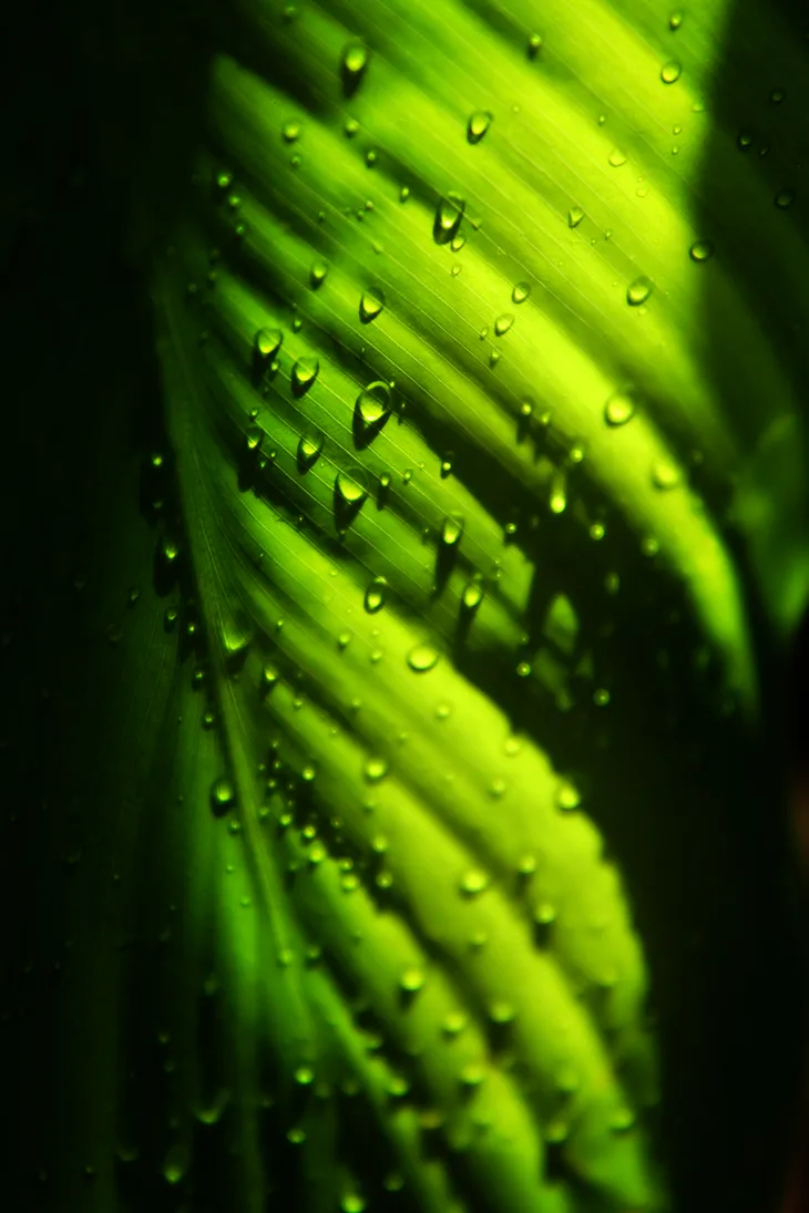 Rosée sur grande feuille