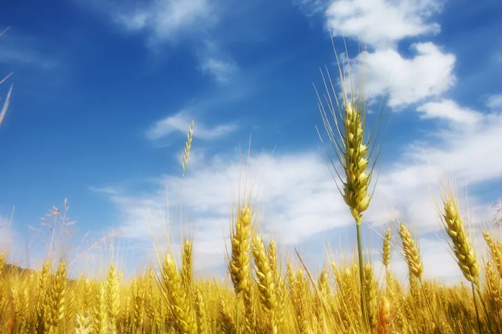 Champ de blé