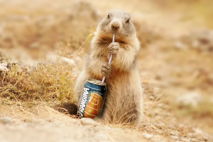 Marmotte Orangina