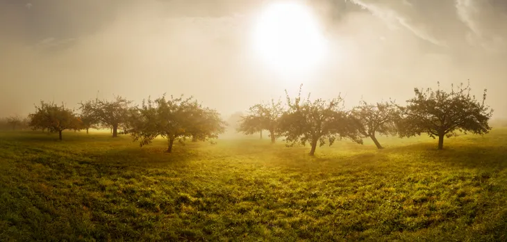Les pommiers de Mercury