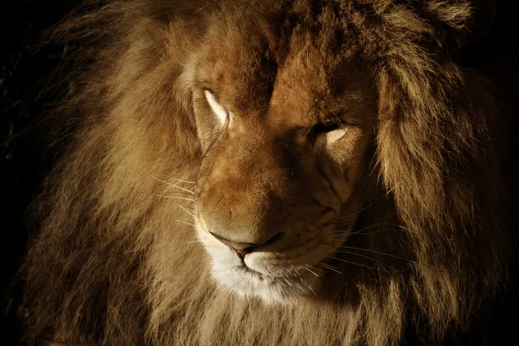 Lion