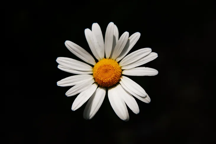 Marguerite