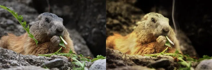 Avant après Marmotte qui fume