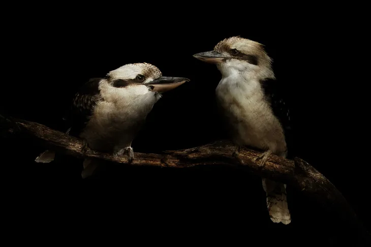 Martin chasseur géant