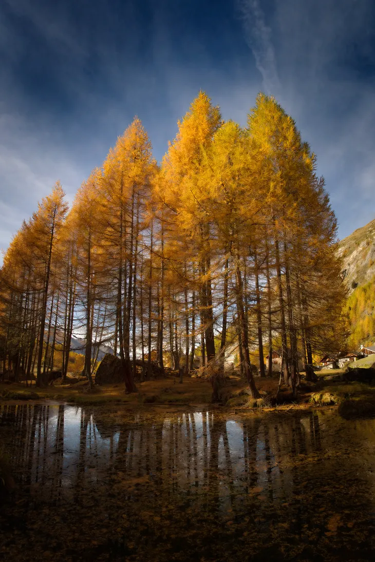 Mélèzes du Monal en Automne